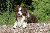 BORDER COLLIE 585